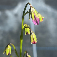 Campanula collina